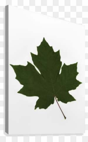 Green Maple Leaf Canvas Print - Green Maple Leaf Canvas Art - Deddeda Design