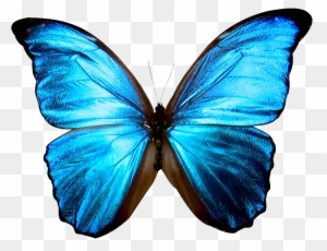 High Resolution Butterfly Png Icon Image - Blue Butterflies Life Is Strange
