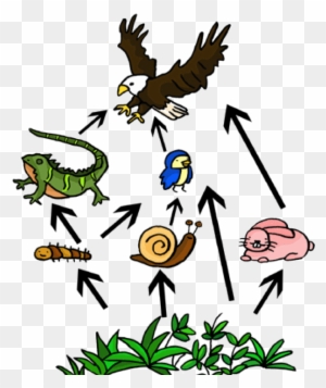 Primary Consumer - Food Web Easy To Draw