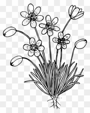 Flowers Line Drawing 16, Buy Clip Art - Wild Flower Black And White