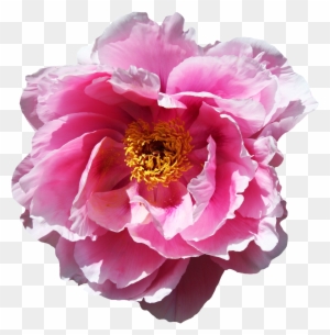 Rose Flower Png Image - Portable Network Graphics