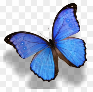 pastel blue butterfly wings roblox