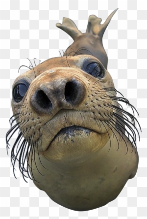 Harbor Seal Png - You Got Games On Your Phone