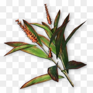 Java Fern On 3 X 2 5 Coco Mat Microsorum Pteropus Easy - Far Cry 3 Plants