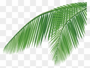 Palm Tree Leaf Png Home About Us Products Quality Csr - Coconut Leaves Vector Png