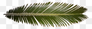 Ferns In The Tropical Rainforest Download - Palm Tree Leaf Texture