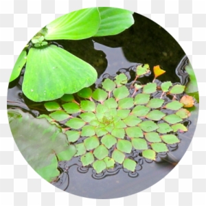 Water Lettuce, Water Lilies And The Mosaic Plant Are - Aquatic Plant