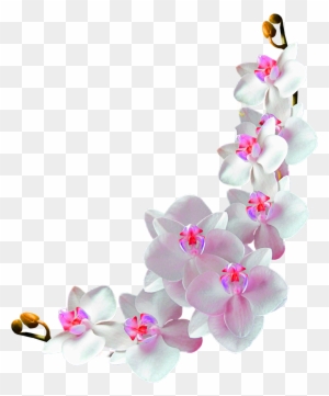 Orchids Film Frame Photography Clip Art - Frame Orchids Flowers Png