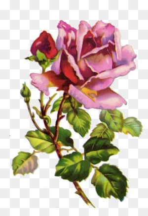 Fragrant Scent Of Roses Purple Rose Vintage Flower