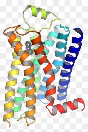 G Protein Coupled Receptors 3d Structure