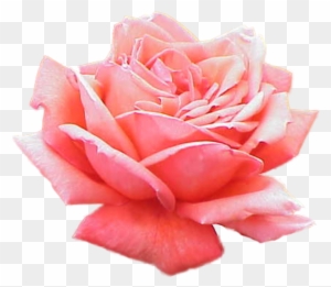 Extracted Pink Rose Free Images At Clker - Significado Del Color De Las Rosas