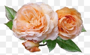 Roses, Apricot, Leaves, Flower - Roses With Leaves Transparent