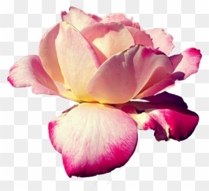Pink Rose Stock Png By Kpep - Pink Flower Render