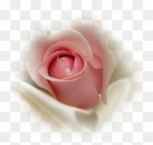 Pink Rosebud Insilk - Pink Rose Bud Png