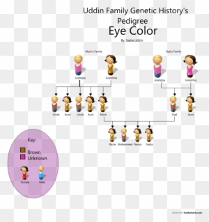 What Color Are My Eyes Chart - Family Pedigree Eye Color