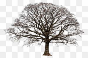 Deciduous Tree In Winter
