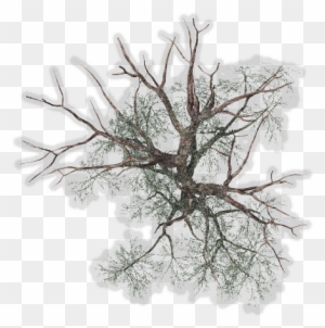 Winter Tree Png - Winter Trees Top View Png
