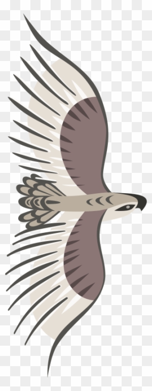 Free Golden Eagle - Bird Flying From Top