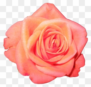 Transparent Flower Crown Tumblr Image Collections Flower - Peach Rose Transparent