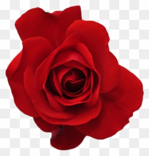 Red Flower Crown Transparent Forever & A - Rose Tumblr Transparent