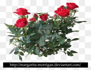 Shrub Roses By Margaritamorrigan On Deviantart - Rose Flower Plant Png