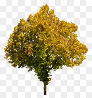 Autumn, Time Of Year, Tree, Leaves, Png, Isolated - Fall Tree Transparent Background