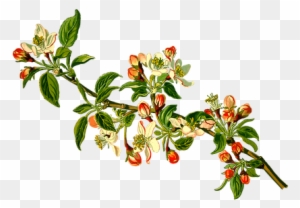 Apple Branch Deciduous Fruit Herbal Medici - Apple Tree Branch Clipart