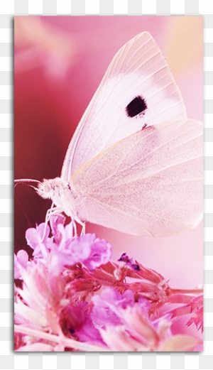 Gallery Of Pink Butterfly Wallpaper Mobile - Beauty Begins The Moment You  Decide - Free Transparent PNG Clipart Images Download