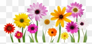 Colorful, Summer, Spring Flowers Png - Love You My Daughter