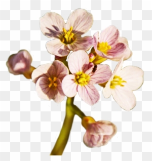 Spring Flower Png Free Download - Spring Flower Png