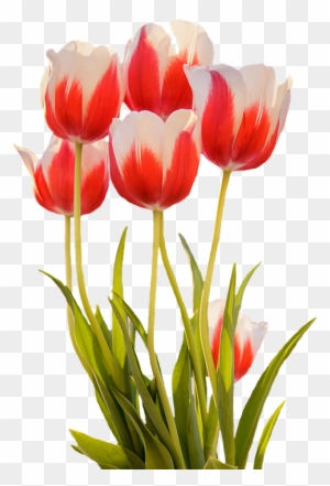Tulips, Red, Spring, Flower, Blossom, Bloom, Nature - Spring Flowers Png