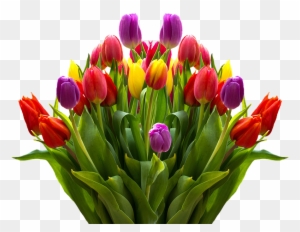 Tulips, Flowers, Spring, Isolated, Colorful, Nature - Big Boquit Of Beautiful Tulip