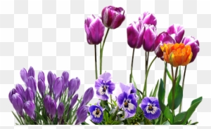 Spring, Tulips, Crocus, Pansy, Easter, Spring Flower - Spring Tulips Png