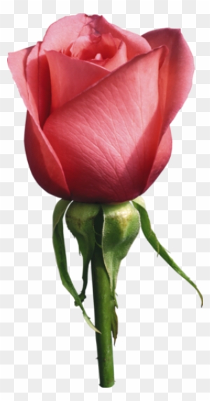 A Single Red Rose Promises Devotion And Love - Rose Photography Png