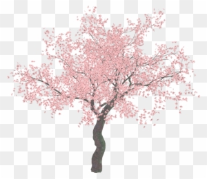 Cherry Blossom Tree Clip Art - Cherry Blossom Tree Png