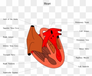 Medical Illustration Of A Human Heart - Grade 1 Lv Diastolic Dysfunction