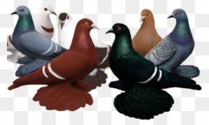Color Pigeons For Sale