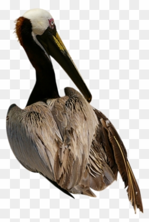 Pelican Clip Art, Transparent PNG Clipart Images Free Download , Page 3 - ClipartMax Pelican Clip Art, Transparent PNG Clipart Images Free Download , Page 3 - ClipartMax