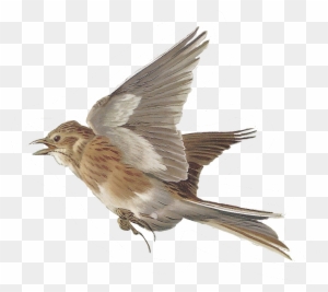 Nightingale Clipart Flying Skylark Bird Png Free Transparent Png Clipart Images Download