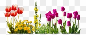 Tulips, Spring, Flowers, Flower Bed, Plant, Nature - Spring Flowers Png