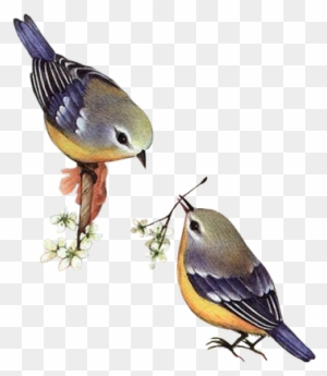 Spring Birds - Spring Birds Png