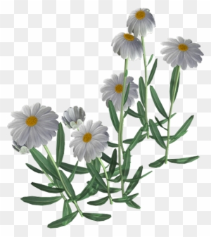 Beautiful Camomile Flower Png - Chamomile
