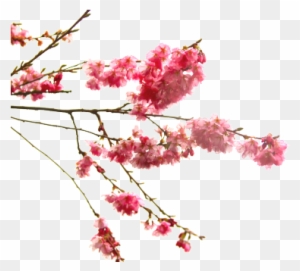 Cherry Blossom Branch Of The Prunus Genus - Cherry Blossom Flower Transparent