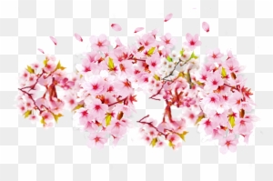 Cherry Blossom Petal Cerasus Bunga Sakura Transparent Free