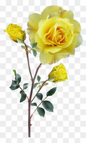 Rose, Yellow, Stem, Buds - Rose Gelb Png