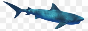 C - Bronze Hammerhead Shark