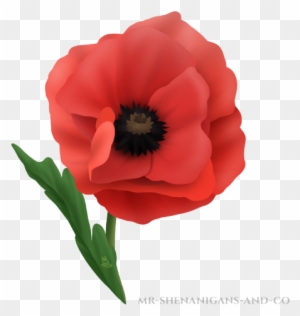 Corn Poppy - Free Transparent PNG Clipart Images Download