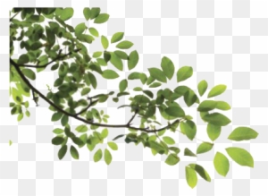 Tree Leaves - Branch With Leaves Png