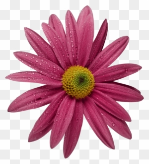 fleur png fleur jpg fleur feuille plante png vase iphone free transparent png clipart images download fleur png fleur jpg fleur feuille