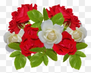 Renkli, Beyaz Güller, White Rose Png Pictures, Png - Flor Blanca Y Roja Png